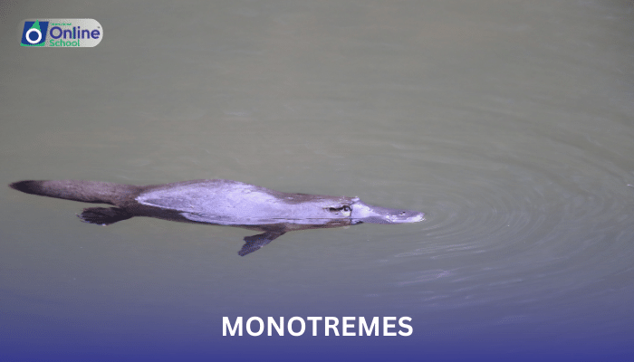 Lesson 12: Monotremes, Marsupials, and Placentals